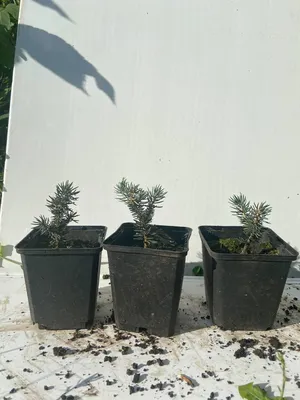 Ель колючая Вальдбрун (Picea pungens Waldbrunn) 8,0см: продажа, цена в  Днепропетровской области. Саженцы декоративных деревьев и кустарников от  \"Интернет-магазин\" - 1475419269