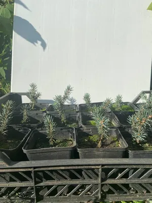 Ель колючая Вальдбрун (Picea pungens Waldbrunn) 8,0см, цена 50 грн —  Prom.ua (ID#1475419269)