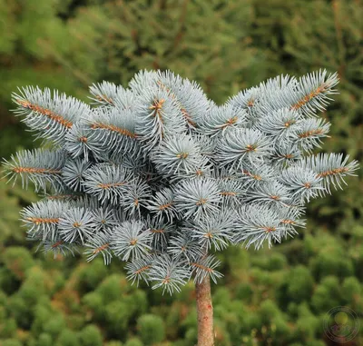 Ель колючая Кеноша (Picea pungens Kenosha) - купить в Подворье