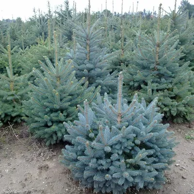 Ель колючая голубая Кейбаб. (Picea Pungens Glauca Kaibab) КОМ купить в  интернет-магазине ЦВІТСАД с доставкой по Украине