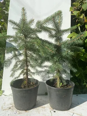 Ель голубая колючая Кейбаб Аризона (Picea pungens Glauca Arizona Kaibab)  40-45 см: продажа, цена в Днепропетровской области. Саженцы декоративных  деревьев и кустарников от \"Интернет-магазин\" - 1287190433