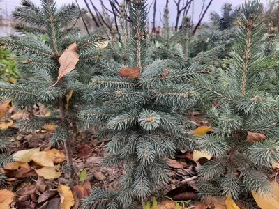 Продам саженцы ель колючая голубая Кейбаб / Аризона: 100 грн. - Сад /  огород Маршинцы на Olx