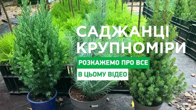 Ель голубая на штамбе \"Кейбаб\"(Picea pungens \"Kaibab\") С3, высота 50-70см  купить почтой в Одессе, Киеве, Украине | Agro-Market