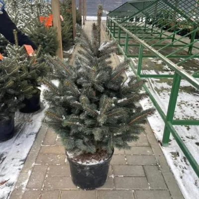 Голубая ель «Кейбаб», Live Plants Perm, buy at a price of 8900 RUB, Trees,  Palm Trees on РЯБИНИКА with delivery | Flowwow