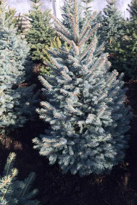 Ель колючая голубая Глаука Маджестик Блю 150 см / Picea pungens Glauca  Majestic Blue - Ель колючая голубая Меджестик блю 100см, Хвойные | Питомник  декоративных растений в Одессе: цена, отзывы.