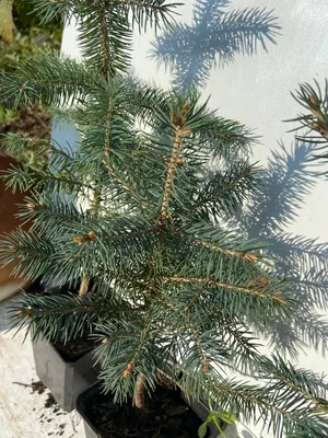 Ель голубая колючая Кейбаб Аризона (Picea pungens Glauca Arizona Kaibab) 27  -35 см, цена 90 грн — Prom.ua (ID#1287176490)