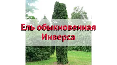 Ель обыкновенная Инверса - купить по цене от 30000 руб с доставкой по  Москве - интернет магазин Спелов