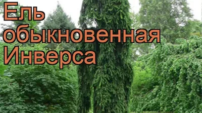 Ель обыкновенная Инверса (picea abies inversa) 🌿 ель Инверса обзор: как  сажать саженцы ели Инверса - YouTube