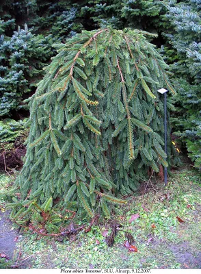 Ель обыкновенная (Picea abies Inversa) RB 120-140