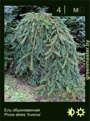 Ель обыкновенная, picea abies