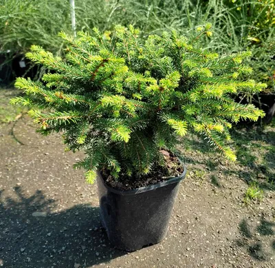 Ель обыкновенная Нидиформис / d 30-40 / Picea abies Nidiformis, цена 620  грн — Prom.ua (ID#1184409786)