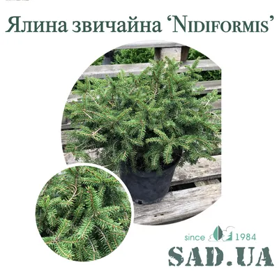 Ель Обыкновенная Nidiformis 20-30см, (контейнер 5 л) - купить по цене 420  грн. в Киеве, Украине в интернет-магазине sad.ua