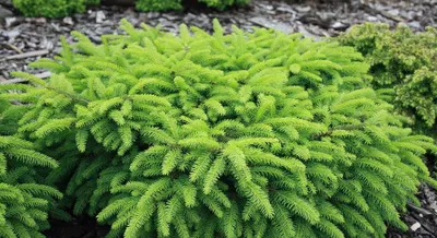 Picea abies 'Nidiformis' | Питомник Тайга