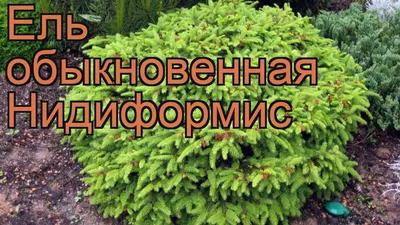 Ель обыкновенная Нидиформис (picea abies nidiformis) 🌿 обзор: как сажать,  саженцы ели Нидиформис - YouTube