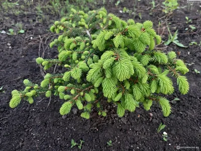 Ель Нидиформис (Picea abies Nidiformis) - «Хвойный шарик, или как из лесу  елочку не взяли мы домой» | отзывы