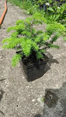 Ель обыкновенная Нидиформис (Picea abies \"Nidiformis) 15см: продажа, цена в  Днепропетровской области. Саженцы декоративных деревьев и кустарников от  \"Интернет-магазин\" - 1416240221