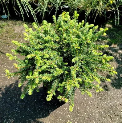 Ель обыкновенная Нидиформис / d 30-40 / Picea abies Nidiformis: продажа,  цена в Харьковской области. Саженцы декоративных деревьев и кустарников от  \"БалСад - саженцы декоративных и ягодных культур\" - 1184409786