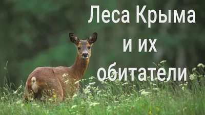 Самый крупный хищник Крыма | Заметки зооработника | Пульс Mail.ru