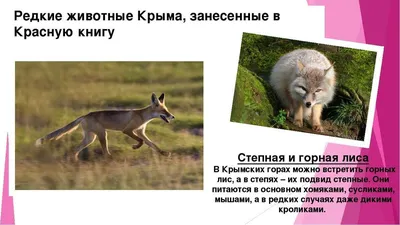 Тот самый енот. Как поживают в Крыму звери и птицы из Херсонского зооуголка  | ОБЩЕСТВО | АиФ Крым