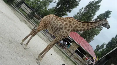Зоопарки » Из Крыма с любовью