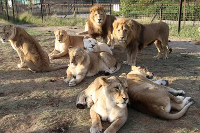 Примечания | Зоопарки массово закрываются в Крыму