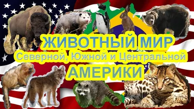 Развивающие мультики для детей. Животные Америки. Слушаем звуки. - YouTube