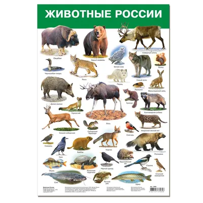 Водные раскраски. Животные Северной Америки, , Кристал Бук купить книгу  978-966-987-843-4 – Лавка Бабуин, Киев, Украина