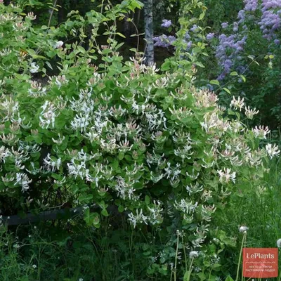 Жимолость каприфоль (Lonicera caprifolium) — описание, выращивание, фото |  на LePlants.ru