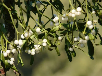 Дицентра классическая белая. (Dicentra spectabilis) купить в  интернет-магазине ЦВІТСАД с доставкой по Украине