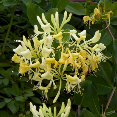 Жимолость вьющаяся Грэхем Томас (Lonicera caprifolium Graham Thomas) -  описание сорта, фото, саженцы, посадка, особенности ухода. Дачная  энциклопедия.