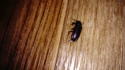Ответы Mail.ru: Черные жуки в доме летом