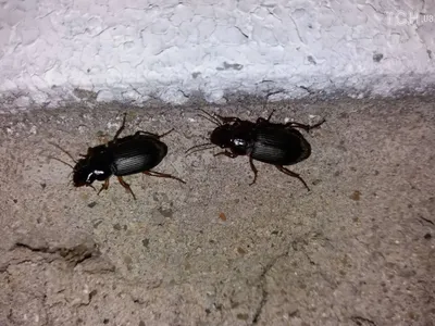Большой черный жук в ванной - 65 фото