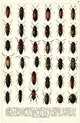 File:Georgiy Jacobson - Beetles Russia and Western Europe - plate 38.jpg -  Wikimedia Commons