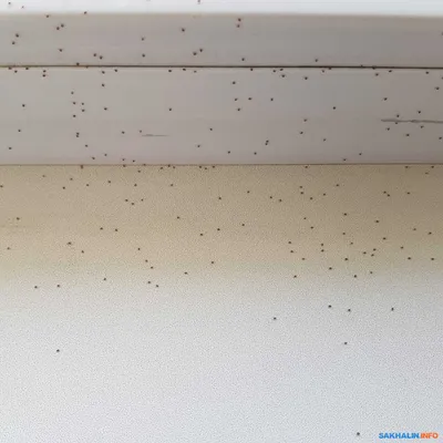 Этот жук ест древесину и крышу дома - YouTube