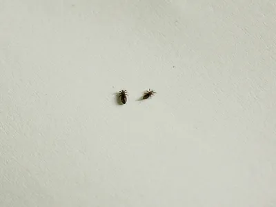 Каждую весну полчища неизвестных жуков заполоняют квартиры сахалинцев.  Сахалин.Инфо