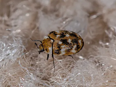 Ковровые кожееды в доме — чем вредны и как бороться с жуками? Фото —  Ботаничка
