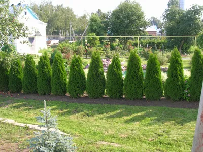 Живая изгородь быстрорастущая многолетняя вечнозеленая Санкт-Петербург,  растения, деревья и кустарники для живой изгороди
