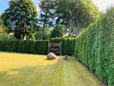 Посадка и обрезка живой изгороди | Gardens.lv