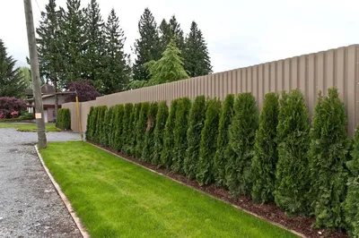Украсить ограду из металлопрофиля можно при помощи зеленых насаждений,  таких как туи или пихты | Progettazione recinzione, Recinzioni, Giardino