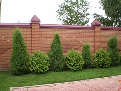 Забор и декоративная граница с кустами туи и сирени Cornus Alba Стоковое  Фото - изображение насчитывающей напольно, слободско: 207801638