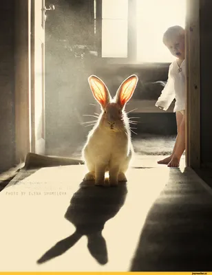 кролик :: живность :: милота :: заяц / смешные картинки и другие приколы:  комиксы, гиф анимация, видео, лучший интеллектуальный юмор.
