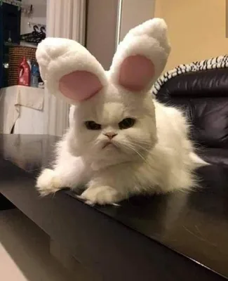 Злой заяц | Easter cats, Pets preschool theme, Funny cats