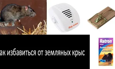 Как избавиться от земляных крыс: самые эффективные методы.