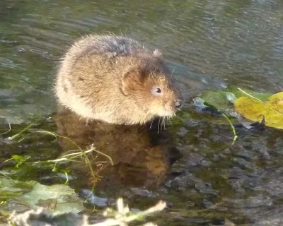 Водяная крыса на огороде как бороться, как бороться с земляными крысами на  огороде - 13 июня 2022 - НГС