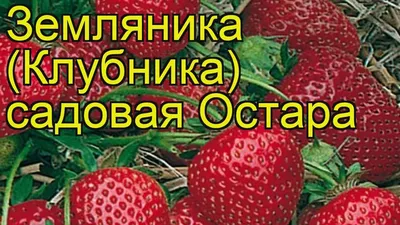 Земляника садовая Остара. Краткий обзор, описание характеристик fragaria  ananassa Ostara - YouTube