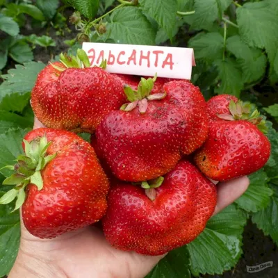 Земляника Эльсанта (Fragaria Elsanta) - описание сорта, фото, саженцы,  посадка, особенности ухода. Дачная энциклопедия.