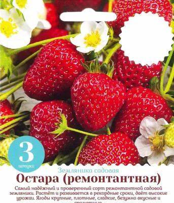 Земляника садовая ремонтантная «Остара» 1 год 3 шт. в Москве – купить по  низкой цене в интернет-магазине Леруа Мерлен