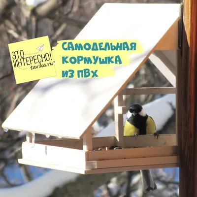 Марафон \"Кормим птиц\" - как помочь птицам пережить зиму? - tavika.ru