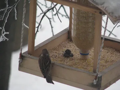 Покормите птиц зимой | Педагогическое интернет-сообщество УчПортфолио.ру
