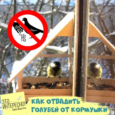Марафон \"Кормим птиц\" - как помочь птицам пережить зиму? - tavika.ru